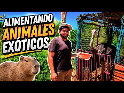 UN DÍA ALIMENTANDO ESTOS ANIMALES EXÓTICOS , CAPIBARAS 🦫 Y AVESTRUZ 🚀🔥/ponchuelas arce