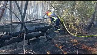 Feu de Landiras 2 : les pompiers allemands à l'oeuvre vendredi 12 août