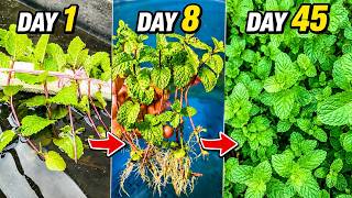Grow Mint in Water from Store Bought Mint