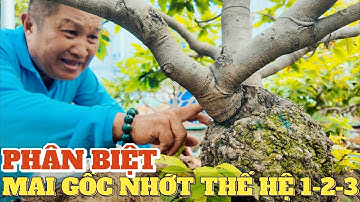 Mai gốc nhớt mạnh hơn cây zin k? Phân biệt gốc nhớt lai nhớt già mùa thế hệ 1-2-3 ở vườn Hùng Cường