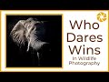 Who Dares Wins. RISK and REWARD in WILDLIFE PHOTOGRAPHY, by Janine Krayer.