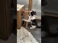 This kitten is very aggressive #shortvideo #cat #funny