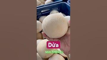 Dừa Đài Loan: Giống Dừa Cao Sản Được Nông Dân Săn Lùng Nhất 2025