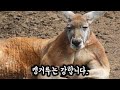 캥거루는 아주 강하죠.