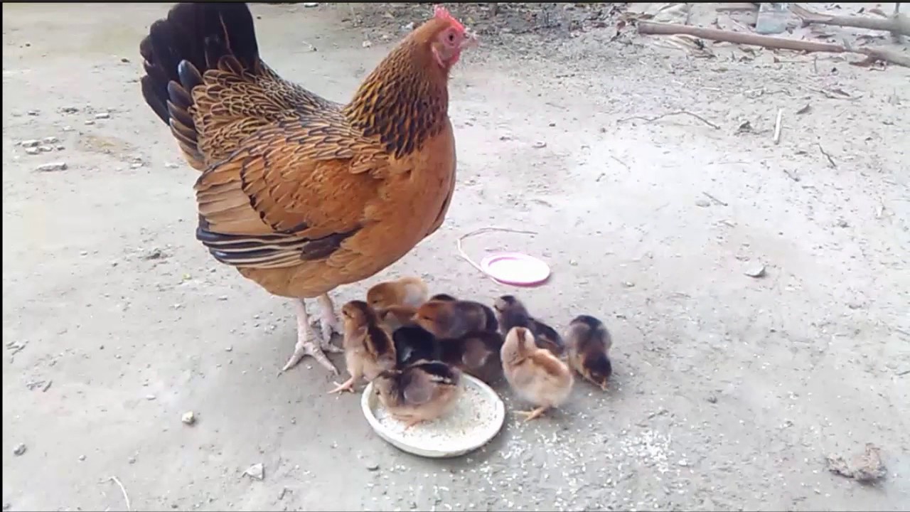 Mother Hen Teaches 1 Hour Old Chicken How to Eat mother hen love for