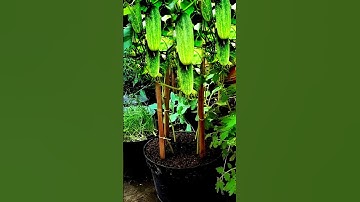 Easy And Fast: Growing Cucumbers on the Patio in Containers #garden #gardening #vegetablegardening