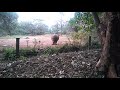 Rhino making rounds in kenya