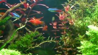一呎7草缸20100316.MP4