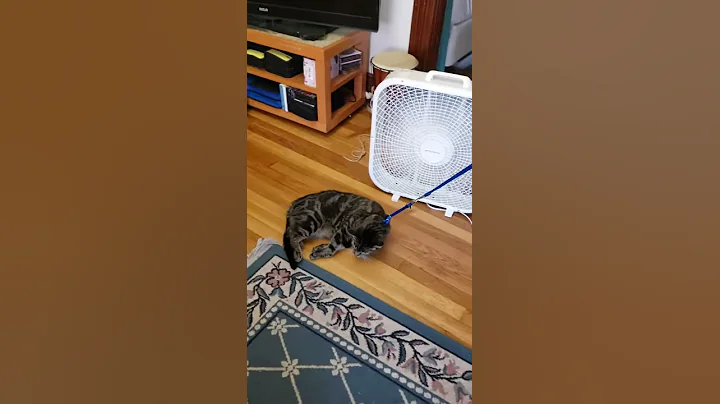Let's go for a walk kitty. Kitty like, uh, no!