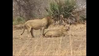 Mating lion(singa kawin)