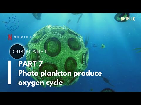 वीडियो: फ़ाइटोप्लांकटन ऑक्सीजन का उत्पादन कैसे करता है?