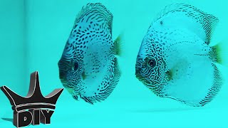 Breeding Discus(Breeding discus. Today I share with you, my experiences. Where to BUY DISCUS: https://goo.gl/YOo1iR HOW TO BREED DISCUS ▻ https://goo.gl/hG8CFE ..., 2016-01-28T14:29:25.000Z)