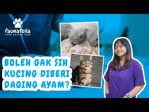 Apakah Makan Daging Ayam Setiap Hari Bikin Gemuk