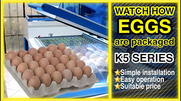 egg tray packaging |  shrink wrapping machine |  egg packing