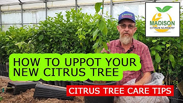 How To Uppot Your New Citrus Tree - Madison Citrus Nursery