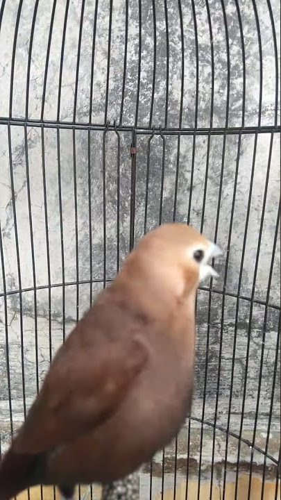 🔴EMPRIT ISIAN LOVEBIRD