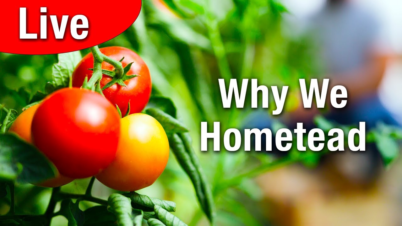 12 Questions to Ask Before You Start Homesteading (LIVE Q&A)