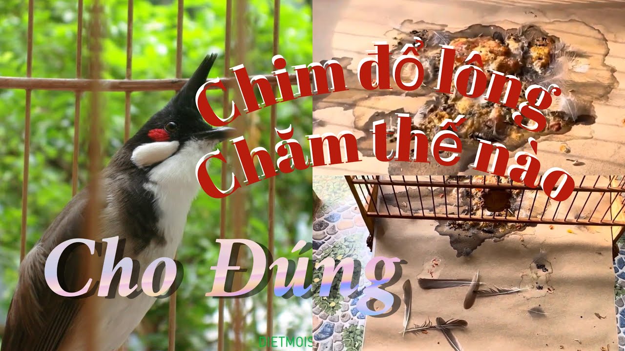 Cách Chăm Sóc Chào Mào Thay Lông Giúp Chim Khoẻ Mạnh , Lông Rụng Đều Và Ổn Định