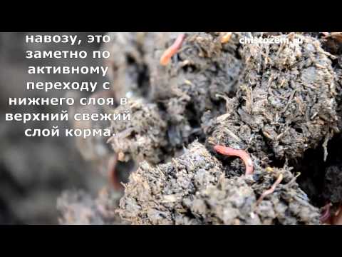 Червь "старатель" вся правда о разведении. Эксперимент-2.