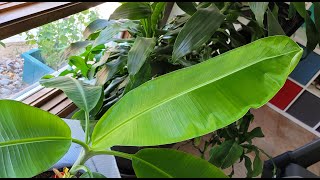 Banana leaf unrolling, 25 1/2 inches long.