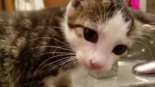 Cute Kitten Theo Can't Quite Figure Out The Faucet ~ 10.27.2016 by PrettySlick2 4,523 views 4 years ago 26 seconds