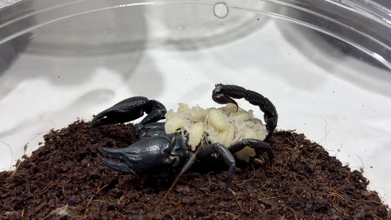 الف مبروك العقارب الصغار العقرب الاسياتي مع جمال العمواسي