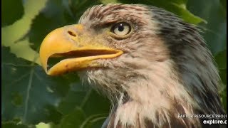 Decorah Eagles ~ Incredible Closeups Of Sub Adult ♥♥  7.27.19