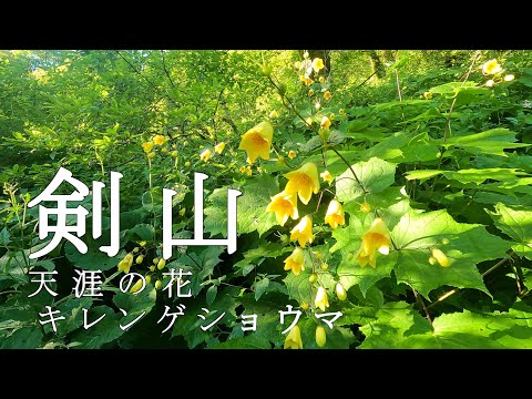 【Episode.38】剣山キレンゲショウマ群生地【天涯の花】