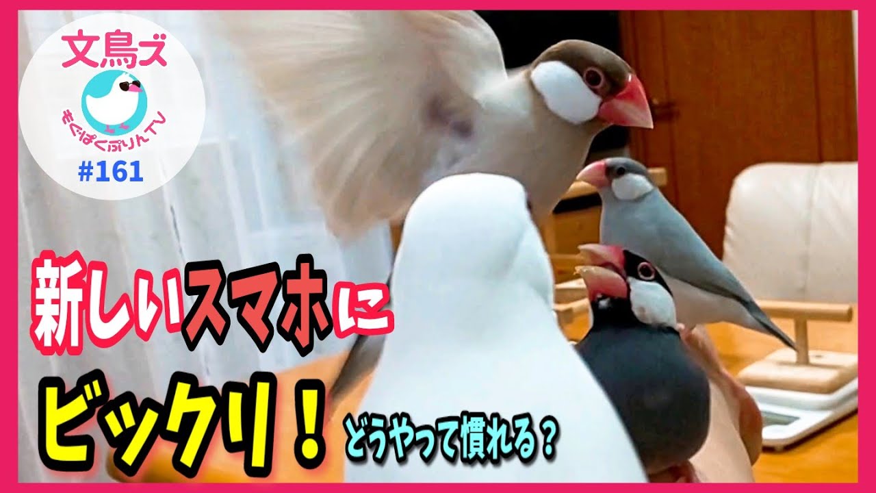 新しいスマホに驚く文鳥たち〜どうやって慣れる？ - YouTube