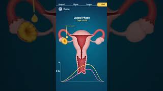 Menstrual Cycle Animation | Hormone Control, Ovulation & Period Explained | Anatomy & Physiology USA