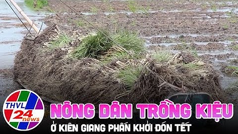 Nông dân trồng kiệu ở Kiên Giang phấn khởi đón Tết