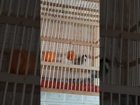 بلبل مخلف كطعاوي اسمه البرنو