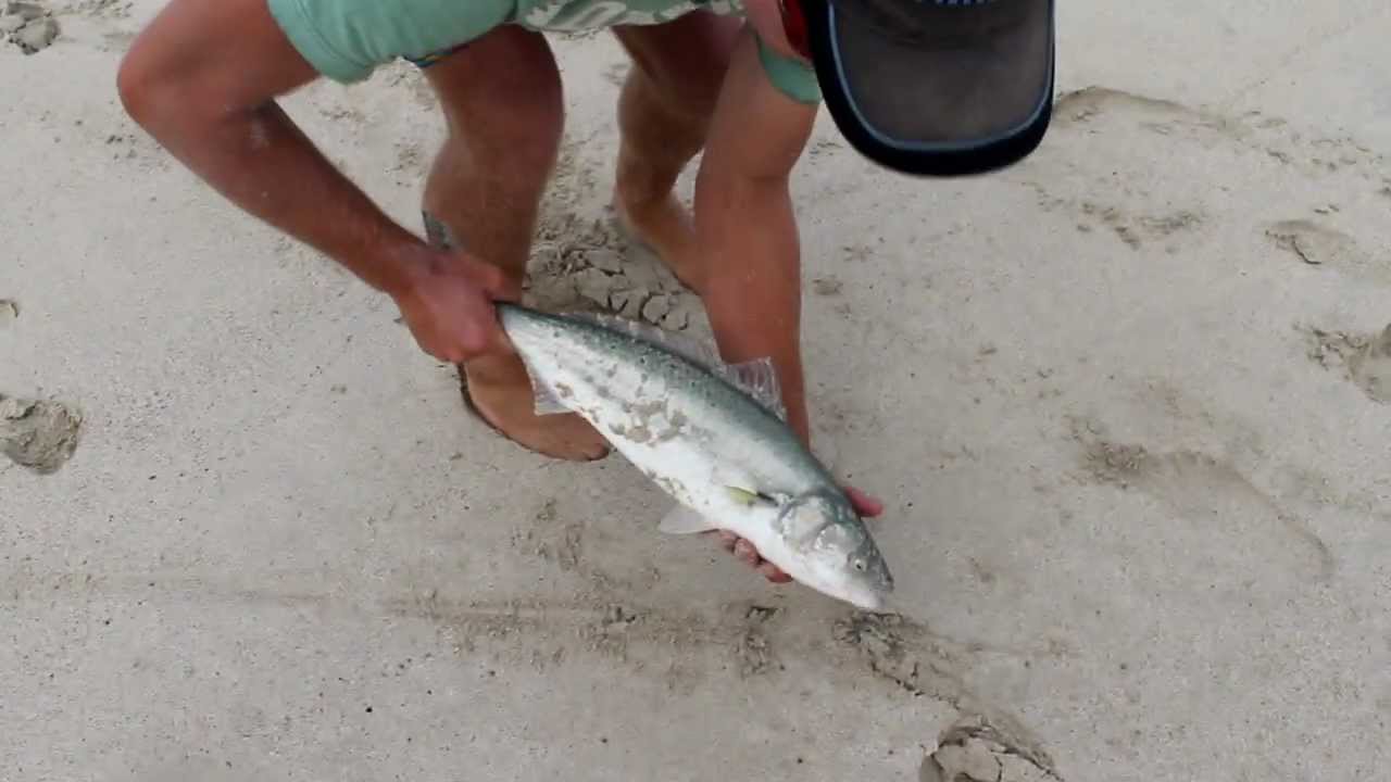 Lure fishing Australian salmon 