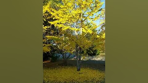 Ginko tree losing leaves