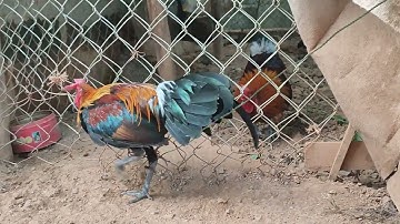 qaib f2 loj zoo nkauj