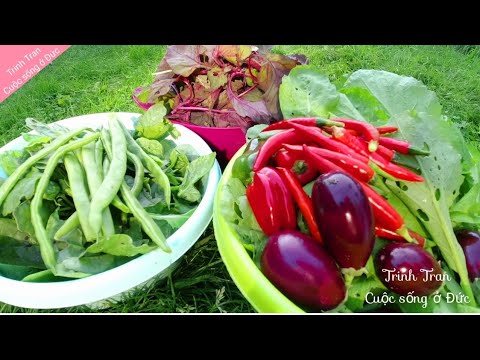 Video: Sorrel - Thu Hoạch Cho Mùa đông