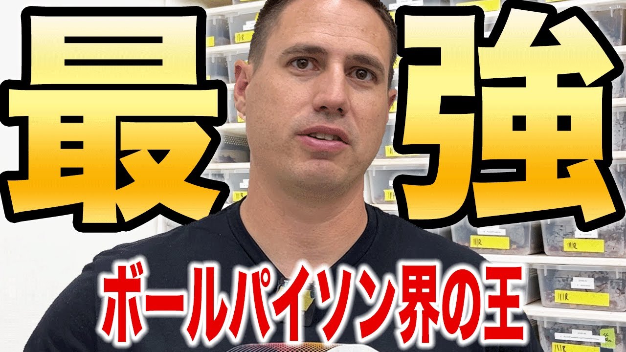 【世界最強のヘビ男】アメリカのヤバいヘビ屋｜ボールパイソン「KINOVA」アメリカ編