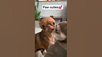 Cutest Thing You Ll See Today Youtubeshorts Chihuahua Puppy 