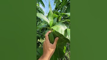 Xoài Cát Hòa Lộc #0986289491 #gocculao