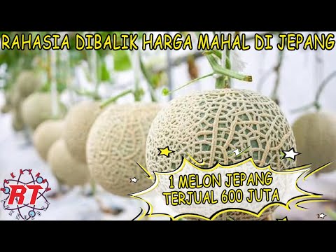 Video: Prem Jepang (11 Foto): Seperti Apa Aprikot Jepang (Mume)? Deskripsi Buah-buahan, Fitur Budidaya