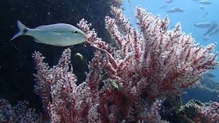 Coral Citizen | Snowflake Coral (Carijoa riisei) | 5.26.2024