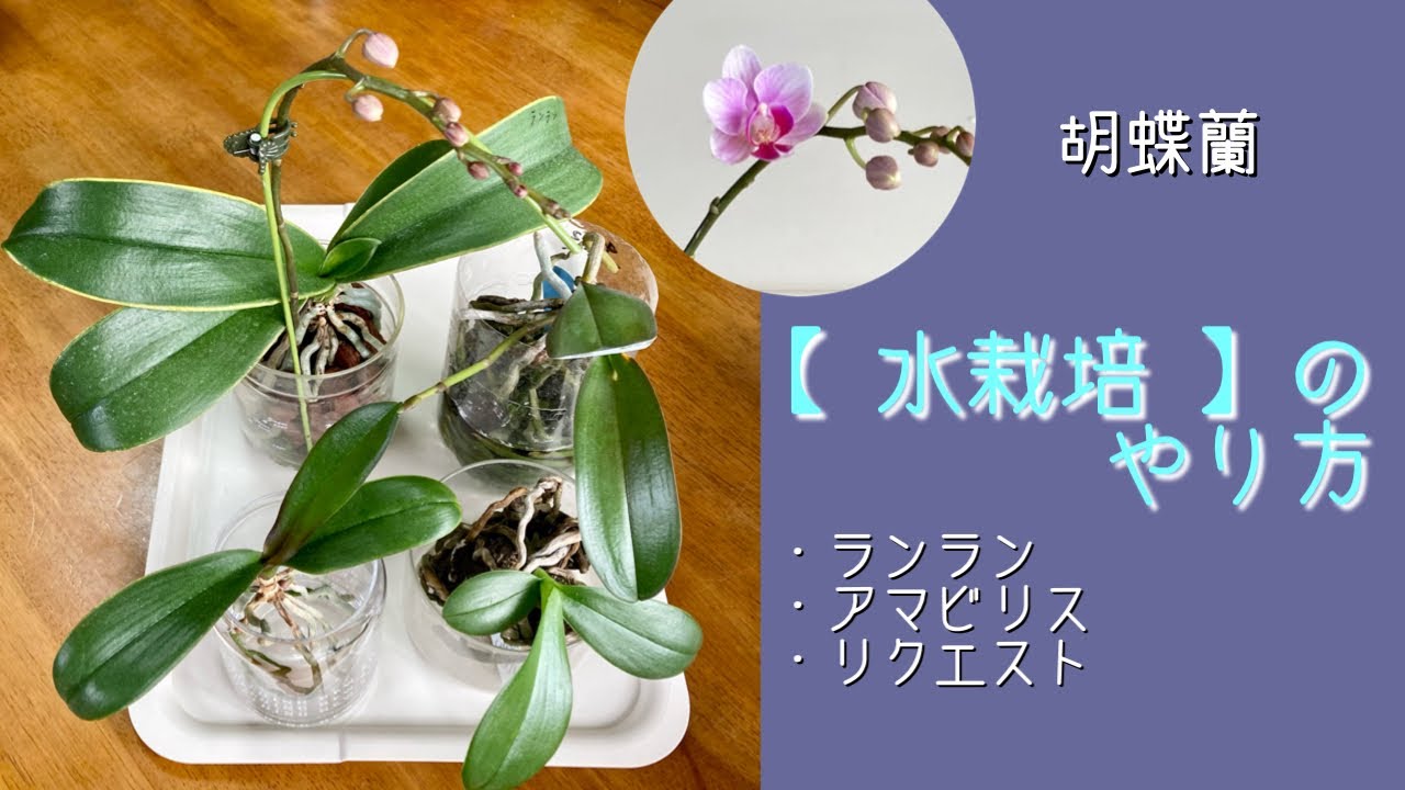 2023年1月18日　冬【水栽培】のやり方　水の分量と根を乾かして育てる方法　根の成長が観察できて面白い👍　リクエスト　・ランラン　アマビリス