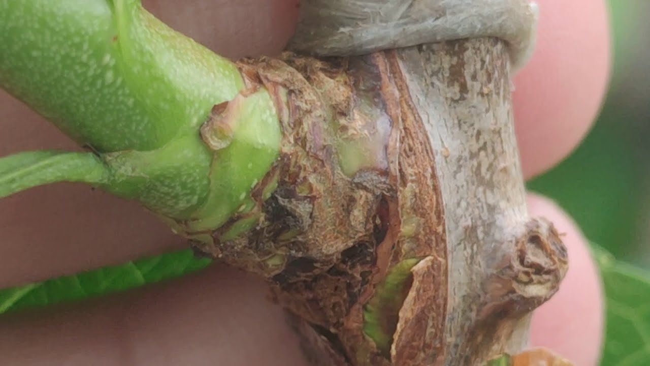 Персик Прижился! Прививка Почкой в Августе - Полный Результат