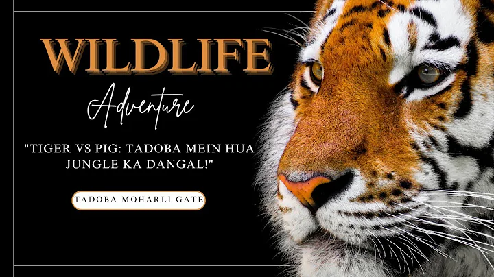 Tiger vs Pig: Tadoba Mein Hua Jungle Ka Dangal