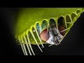 Deadly carnivorous plants worlds most spectacular plants episode 3 of 14