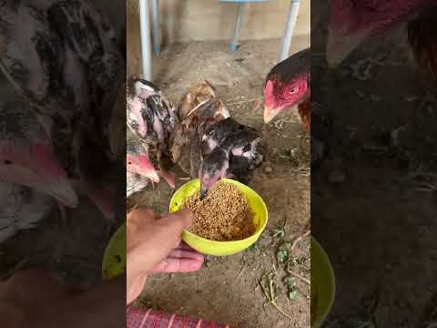 18 Days chicken unbelievable growths
