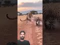 Koi ise shikar korke to dikhai🙀🙀 #animallife #funny #leopard