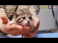 Baby kittens feeling enjoyable first time meet vet  vietnam animal vet clinic