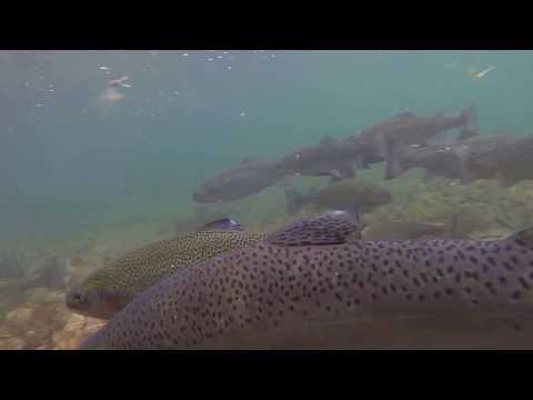 Mount Whitney Fish Hatchery