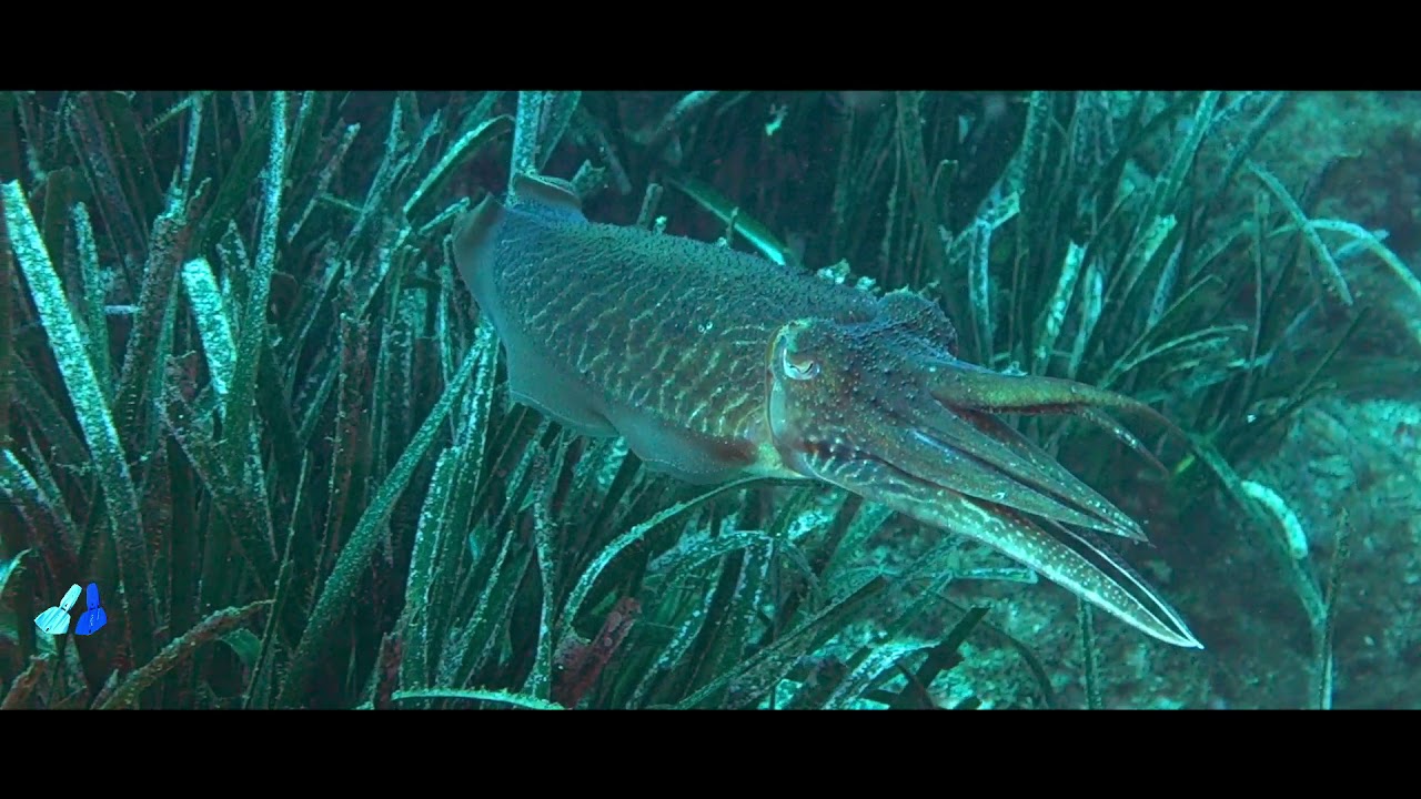 Sepiidae - Seppie - Sony R100 mk1